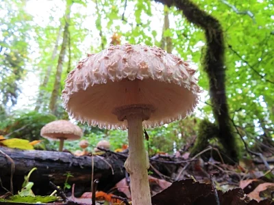 Mushroom, Lacamas Lake Park