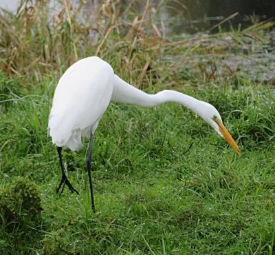 Egret, Ridgefield Wildlife Refuge