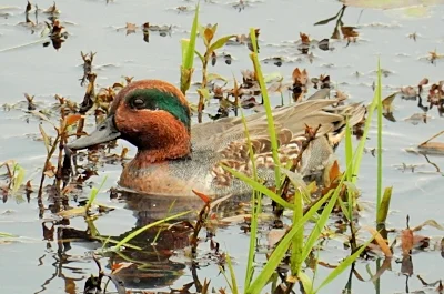 Green Winged Teal, Ridgefield Wildlife Refuge
