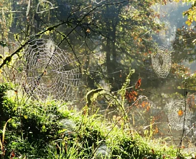 Spiderwebs, Lacamas Lake Park