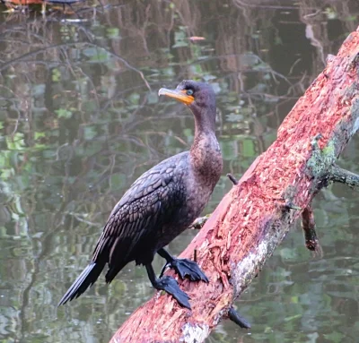 Cormorant, Lacamas Lake