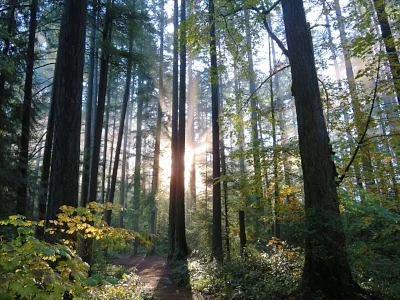 Fallen Leaf Lake Park