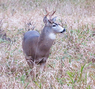 Buck, Steigerwald Wildlife Refuge