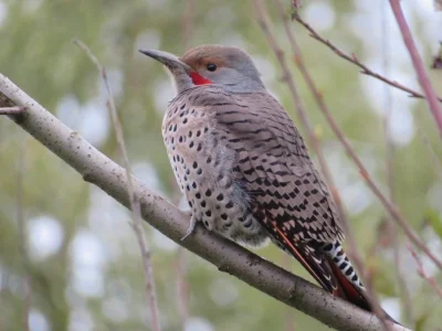 Flicker, Steigerwald Wildlife Refuge