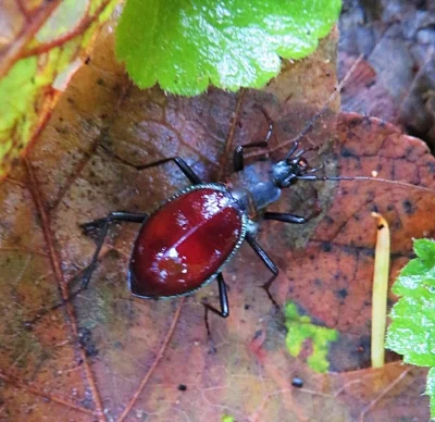 Insect, Lacamas Lake Park