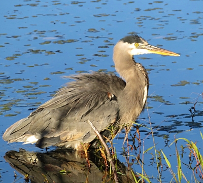 Blue Heron, Ridgefield Wildlife Refuge