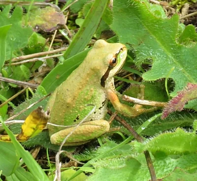 Tree Frog, Steigerwald Wildlife Refuge