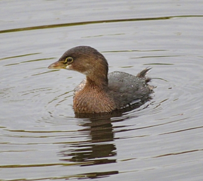Pied-Billed Grebe, Steigerwald Wildlife Refuge