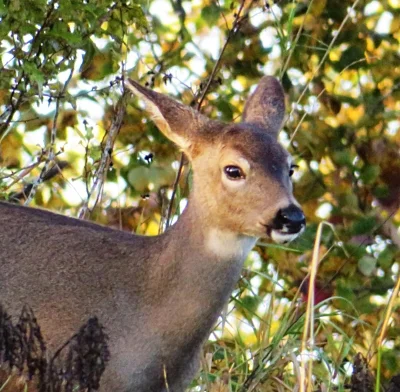 Doe, Steigerwald Wildlife Refuge