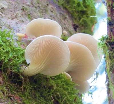 Mushrooms, Tualatin Valley Nature Park
