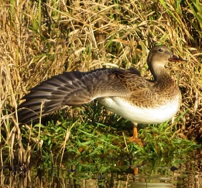Duck, Steigerwald Wildlife Refuge