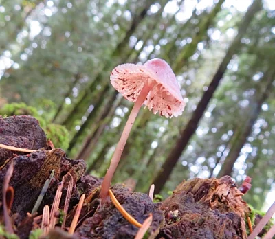 Mushroom, Tualatin Hills Nature Park