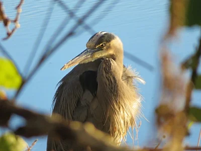 Blue Heron, Steigerwald Wildlife Refuge