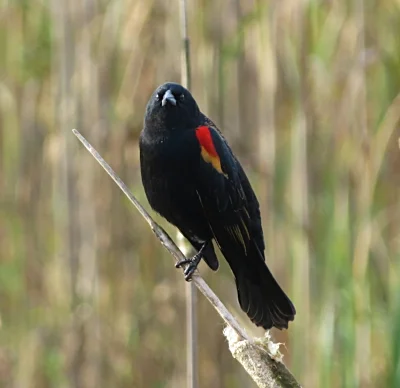 Red Winged Black Bird, Ridgefield Wildlife Refuge