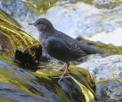 American Dipper, Salmon River