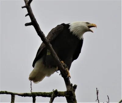 Eagle, Steigerwald Wildlife Refuge