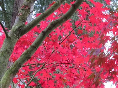 Maple Leaves, Back Yard
