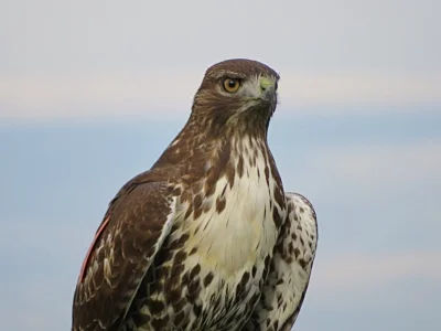 Hawk, Ridgefield Wildlife Refuge