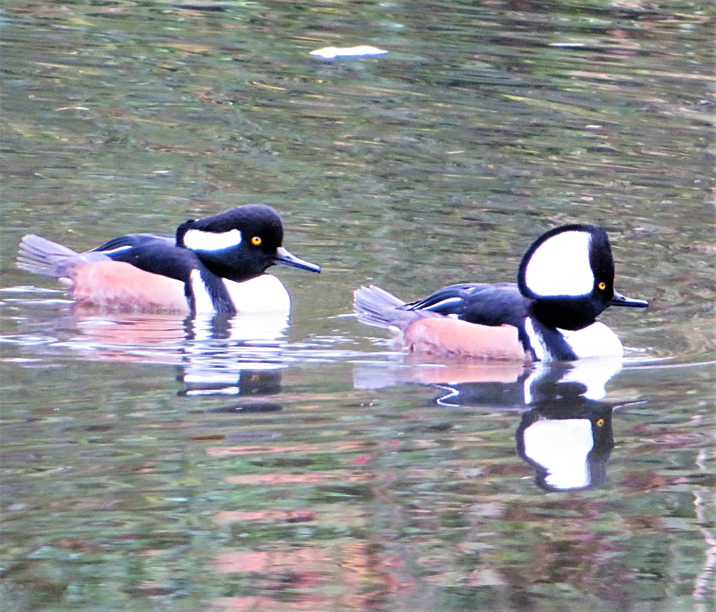 Hooded Mergansers, Ridgefield Wildlife Refuge