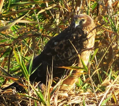 Harrier, Steigerwald Wildlife Refuge