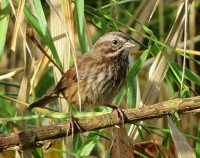 Song Sparrow, Steigerwald Wildlife Refuge