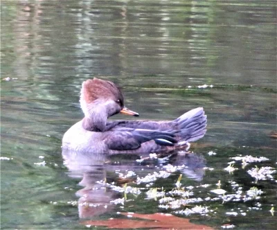 Merganser, Lacamas Lake Park