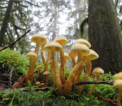 Mushrooms, Salmon River