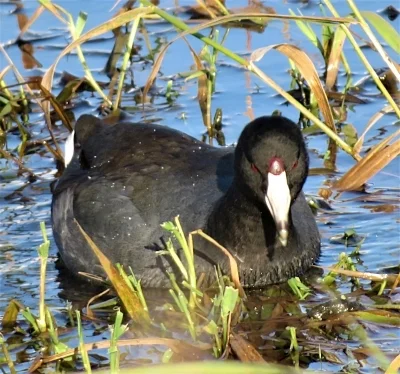 Coot, Ridgefield Wildlife Refuge
