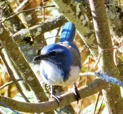 Scrub Jay, Steigerwald Wildlife Refuge