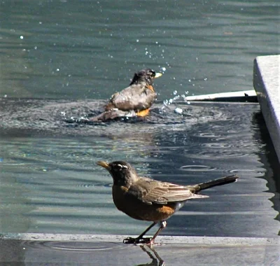 Robins, The Grotto