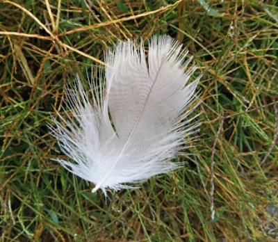 Feather, Ridgefield Wildlife Refuge
