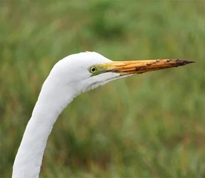 Egret, Ridgefield Wildlife Refuge