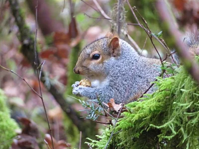 Squirrel, Tualatin Hills Nature Park