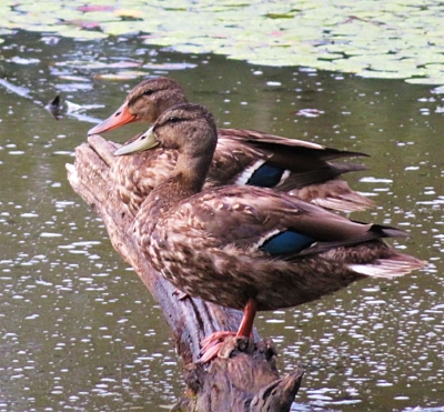 Ducks, Steigerwald Wildlife Refuge