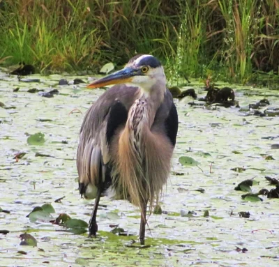 Blue Heron, Steigerwald Wildlife Refuge