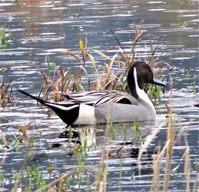 Northern Pintail, Ridgefield Wildlife Refuge