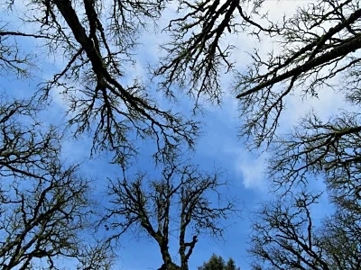 Tualatin Hills Nature Park