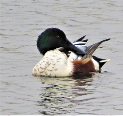Northern Shoveler, Ridgefield Wildlife Refuge
