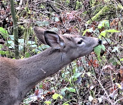 Deer, Tualatin Hills Nature Park