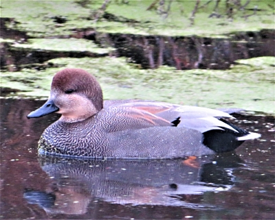 Gadwell, Ridgefield Wildlife Refuge