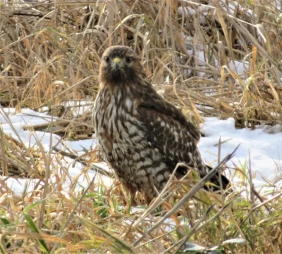 Hawk, Ridgefield Wildlife Refuge