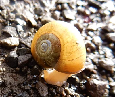 Snail, Steigerwald Wildlife Refuge
