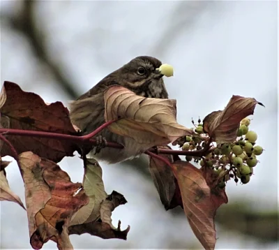 Song Sparrow, Steigerwald Wildlife Refuge