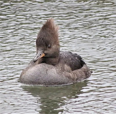 Female Merganser, Ridgefield Wildlife Refuge