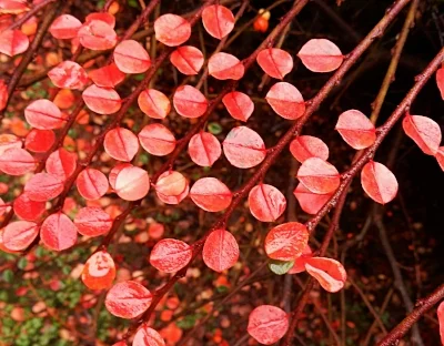Red Leaves, The Grotto