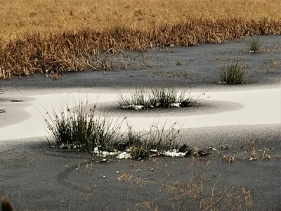 Pond, Ridgefield Wildlife Refuge
