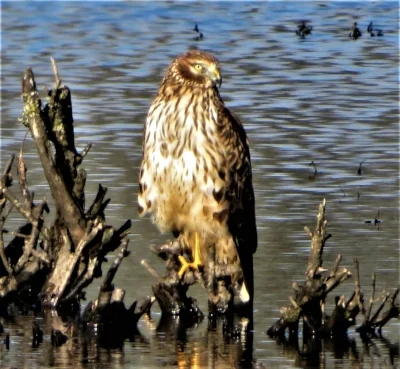 Northern Harrier, Ridgefield Wildlife Refuge