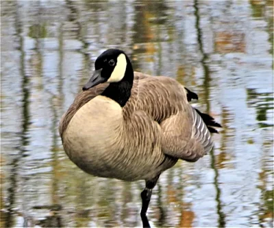 Goose, Steigerwald Wildlife Refuge