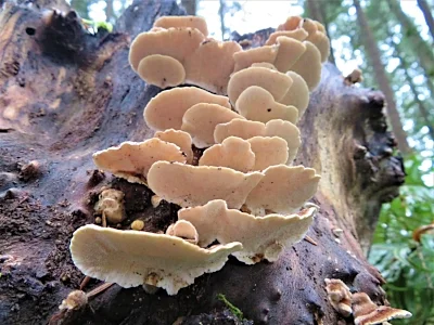 Mushrooms, Tualatin Hills Nature Park