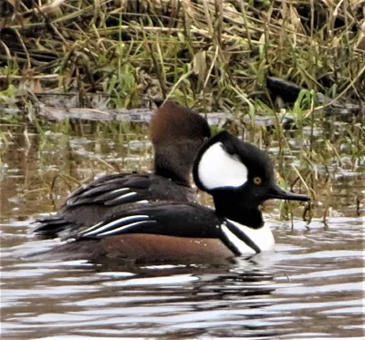 Merganser Pair, Steigerwald Wildlife Refuge
